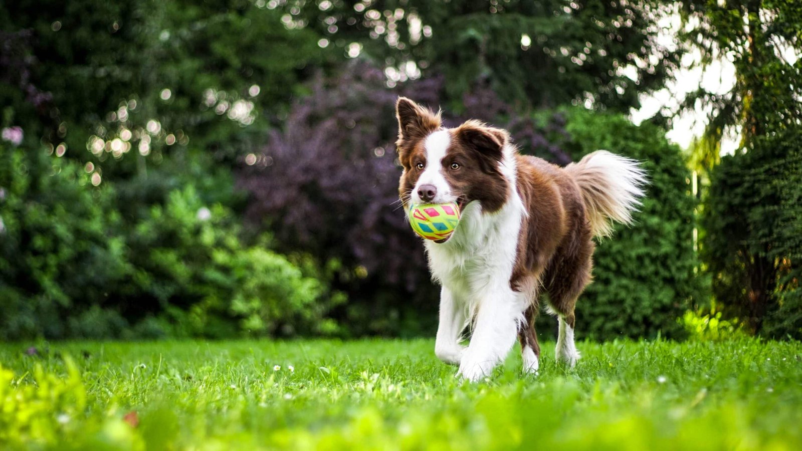 Healthy happy dog outdoors