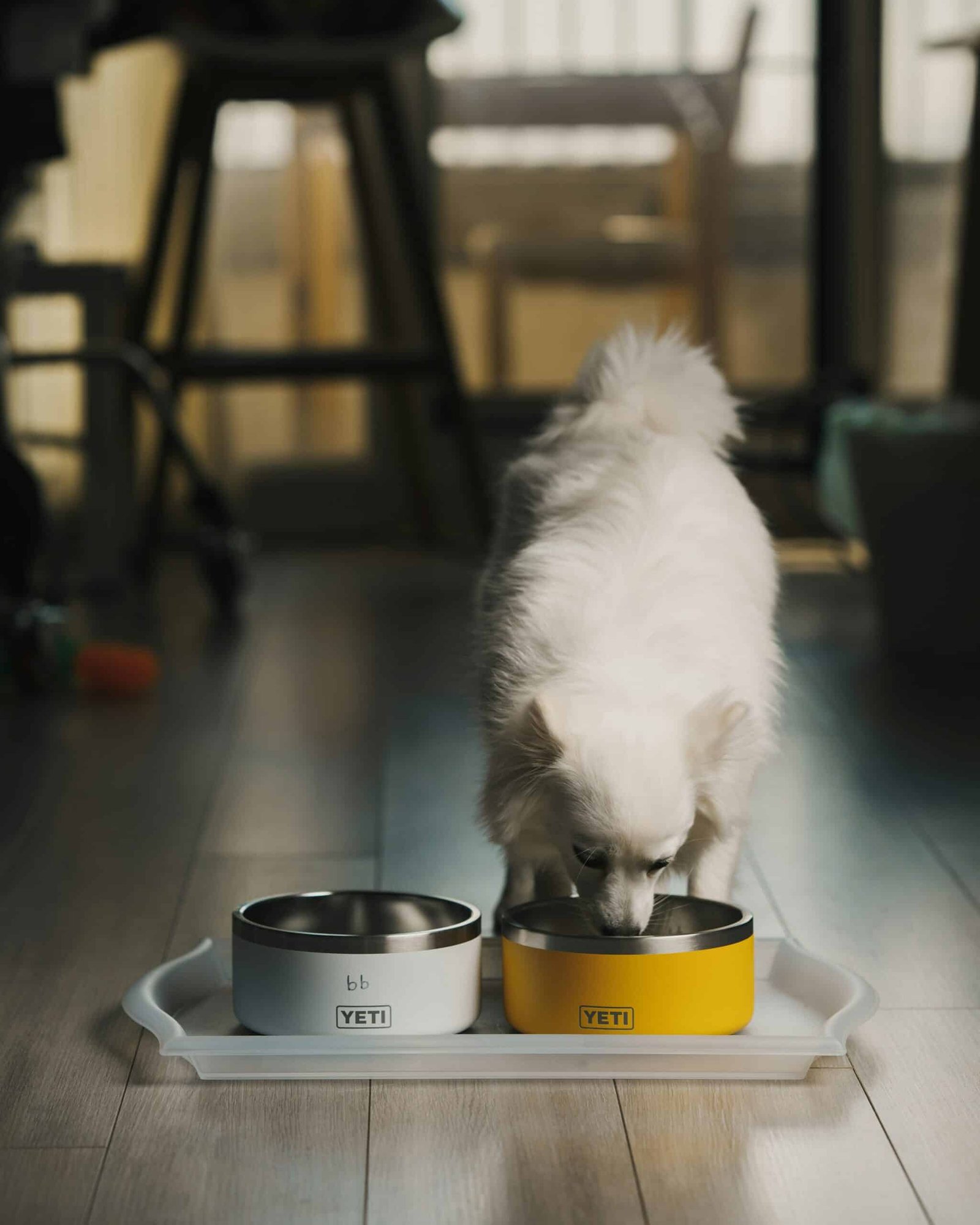 Dog with food bowl